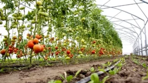 हरियाणा