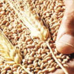 बीज उत्पादन करने वाले किसानों को मिलेगा 30% ज्यादा फायदा