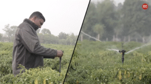 एक बीघे से लाखों की कमाई