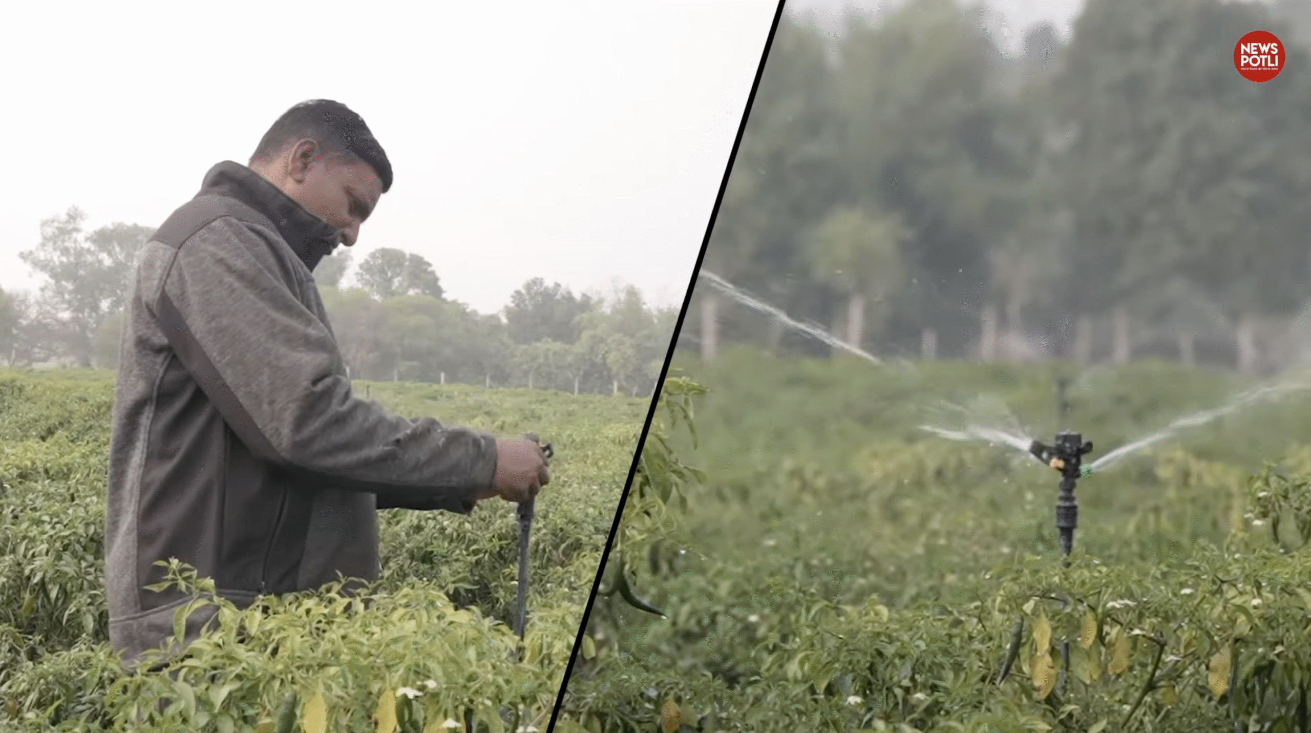 एक बीघे से लाखों की कमाई