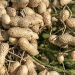 किसानों के लिए ICAR की जरूरी सलाह