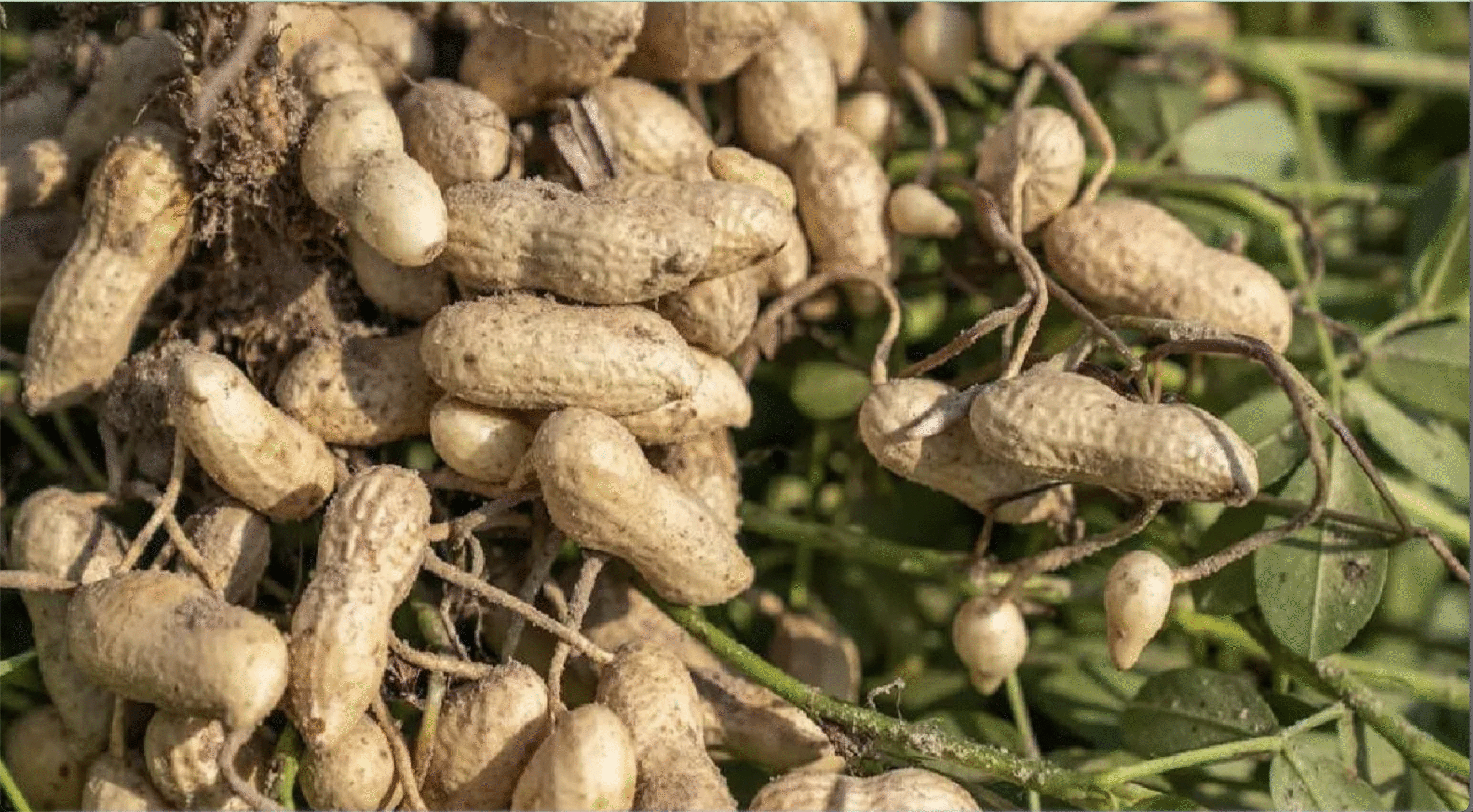 किसानों के लिए ICAR की जरूरी सलाह