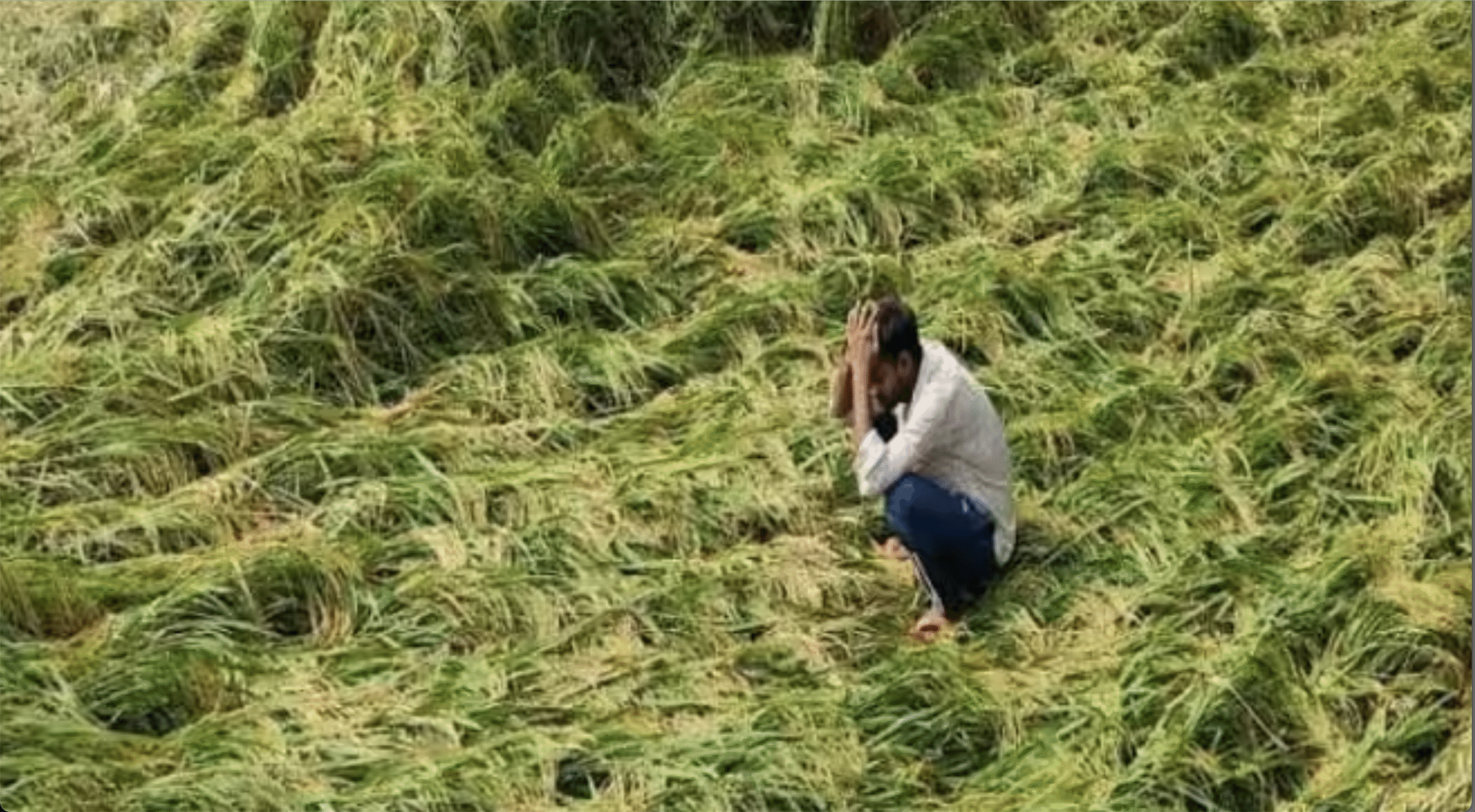 बेमौसम बारिश से उत्तर प्रदेश में फसलें बर्बाद