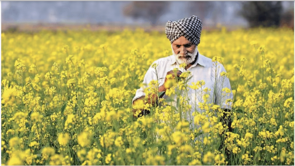 रबी सीजन 2025-26