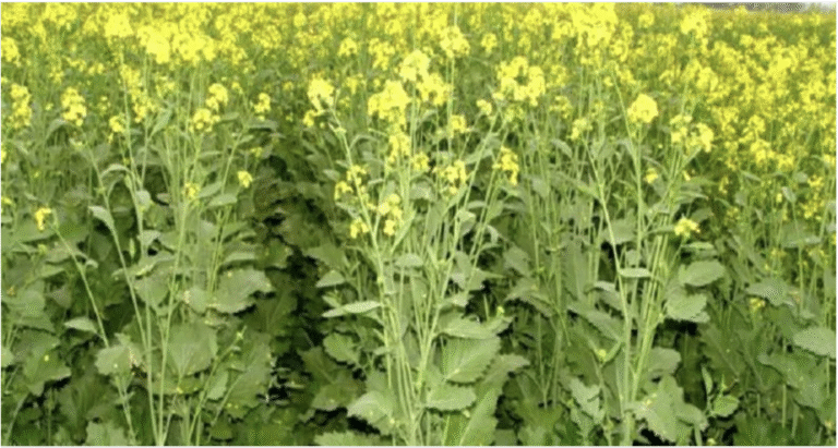 गेहूं, दलहन और तिलहन की बुवाई में उछाल