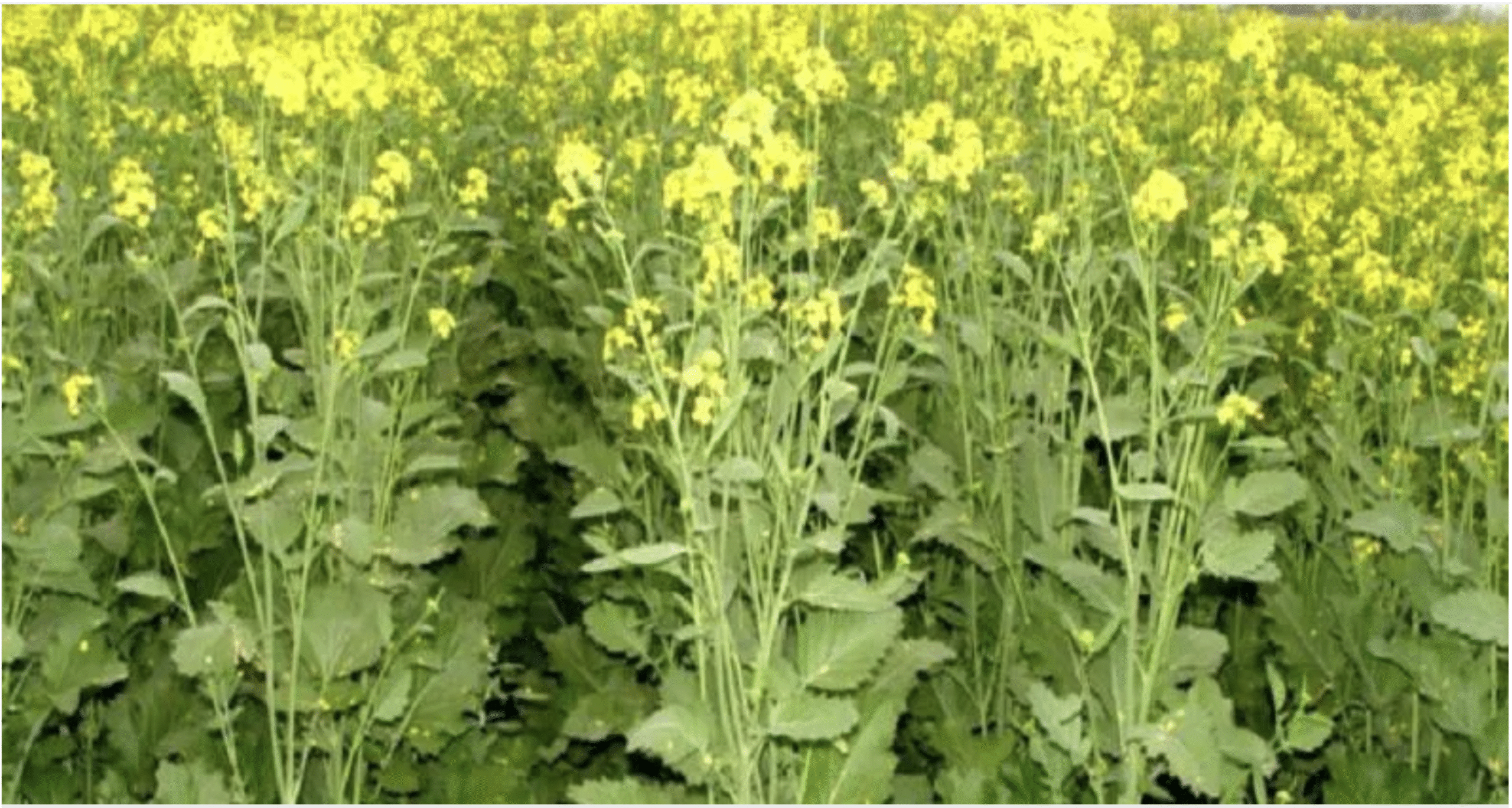 गेहूं, दलहन और तिलहन की बुवाई में उछाल