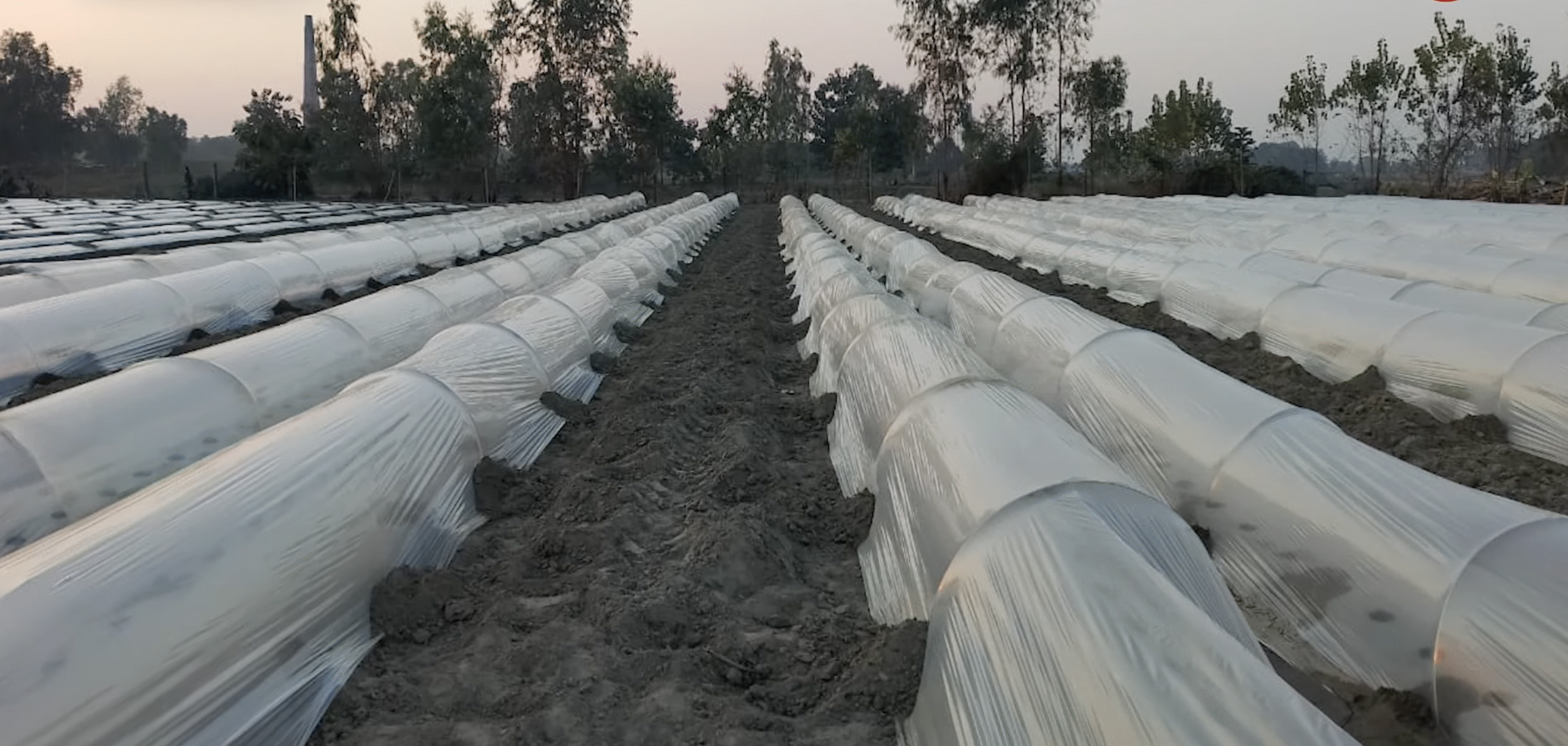 लो टनल तकनीक