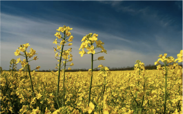 ICAR-DRMR, भरतपुर