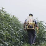 नैनो-कॉम्प्लेक्स खाद