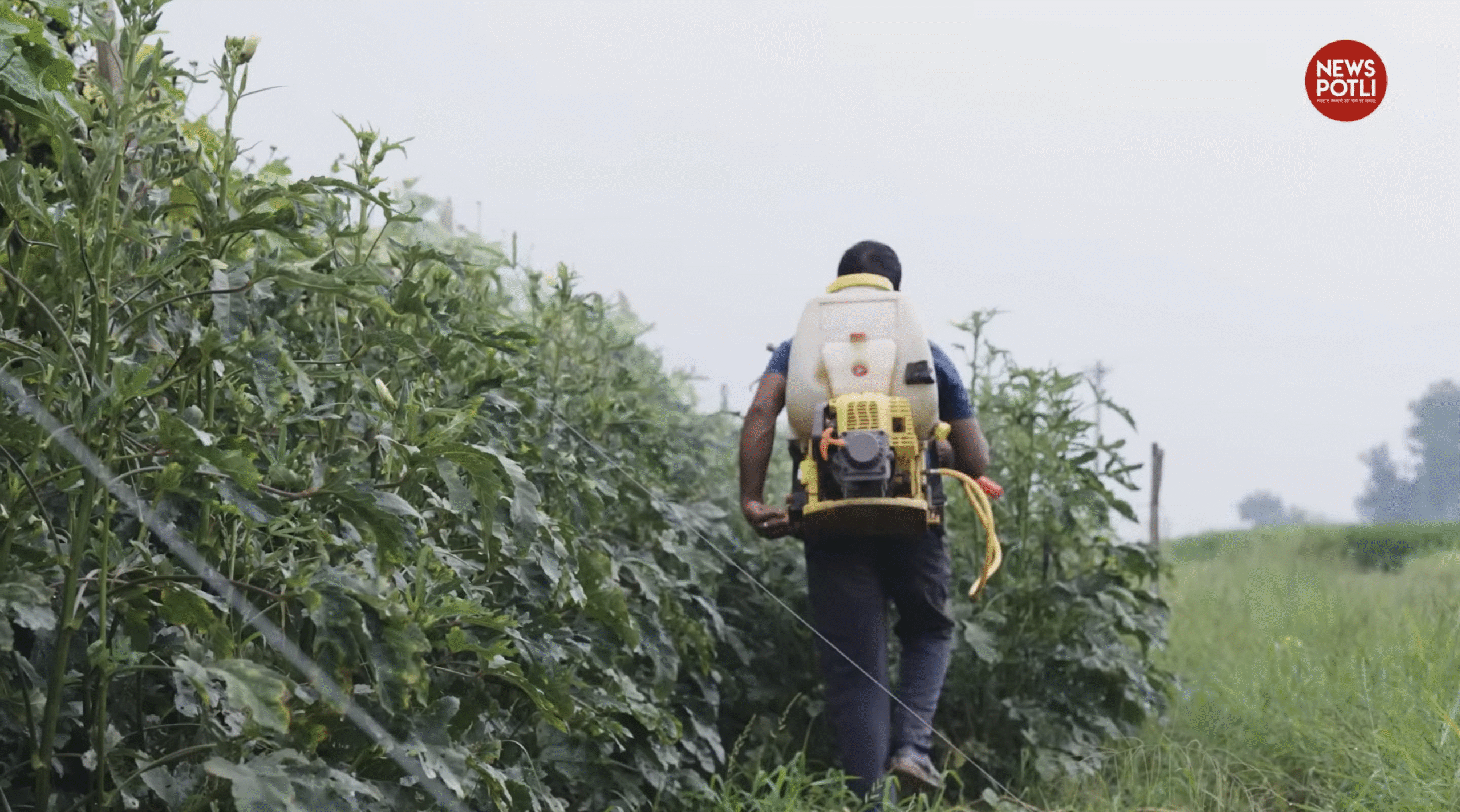 नैनो-कॉम्प्लेक्स खाद