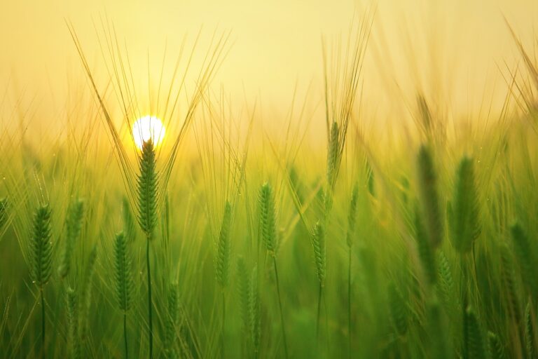 wheat, wheat production