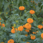 बिहार सरकार