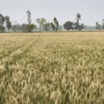 अब 31 दिसंबर तक करें आवेदन