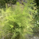 मध्यप्रदेश