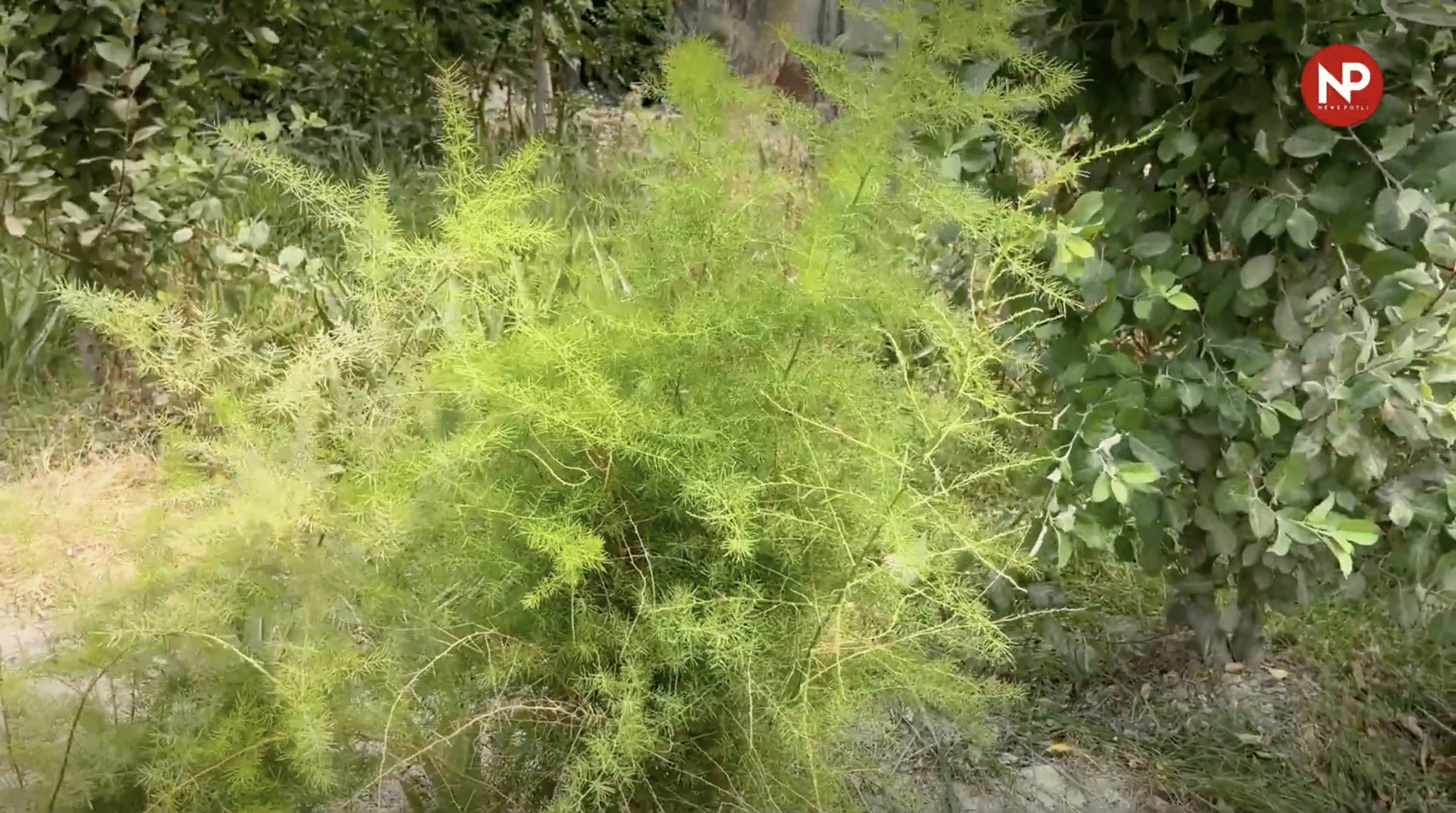 मध्यप्रदेश