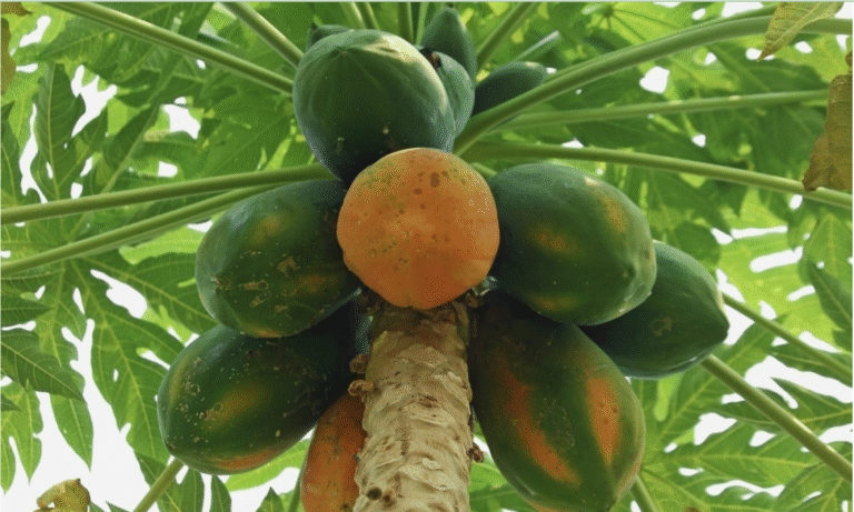 पपीते की पैदावार