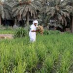 saudi, farmers, news law