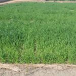 गेहूं में पहली सिंचाई और खाद देने का सही समय