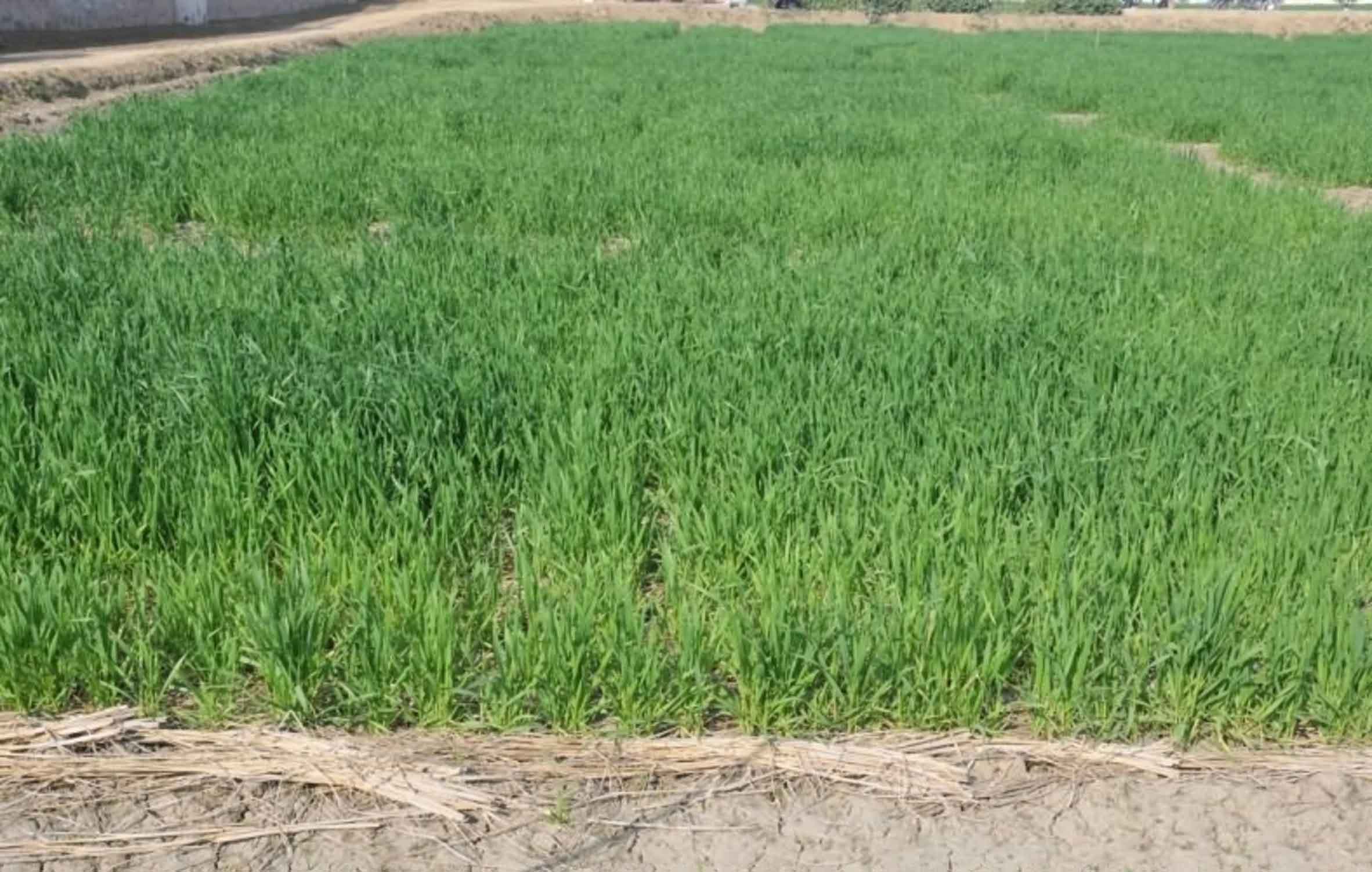 गेहूं में पहली सिंचाई और खाद देने का सही समय