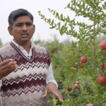 ड्रिप इरिगेशन और टिशू कल्चर का कमाल,