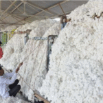 MSP पर CCI की रिकॉर्ड कपास खरीद