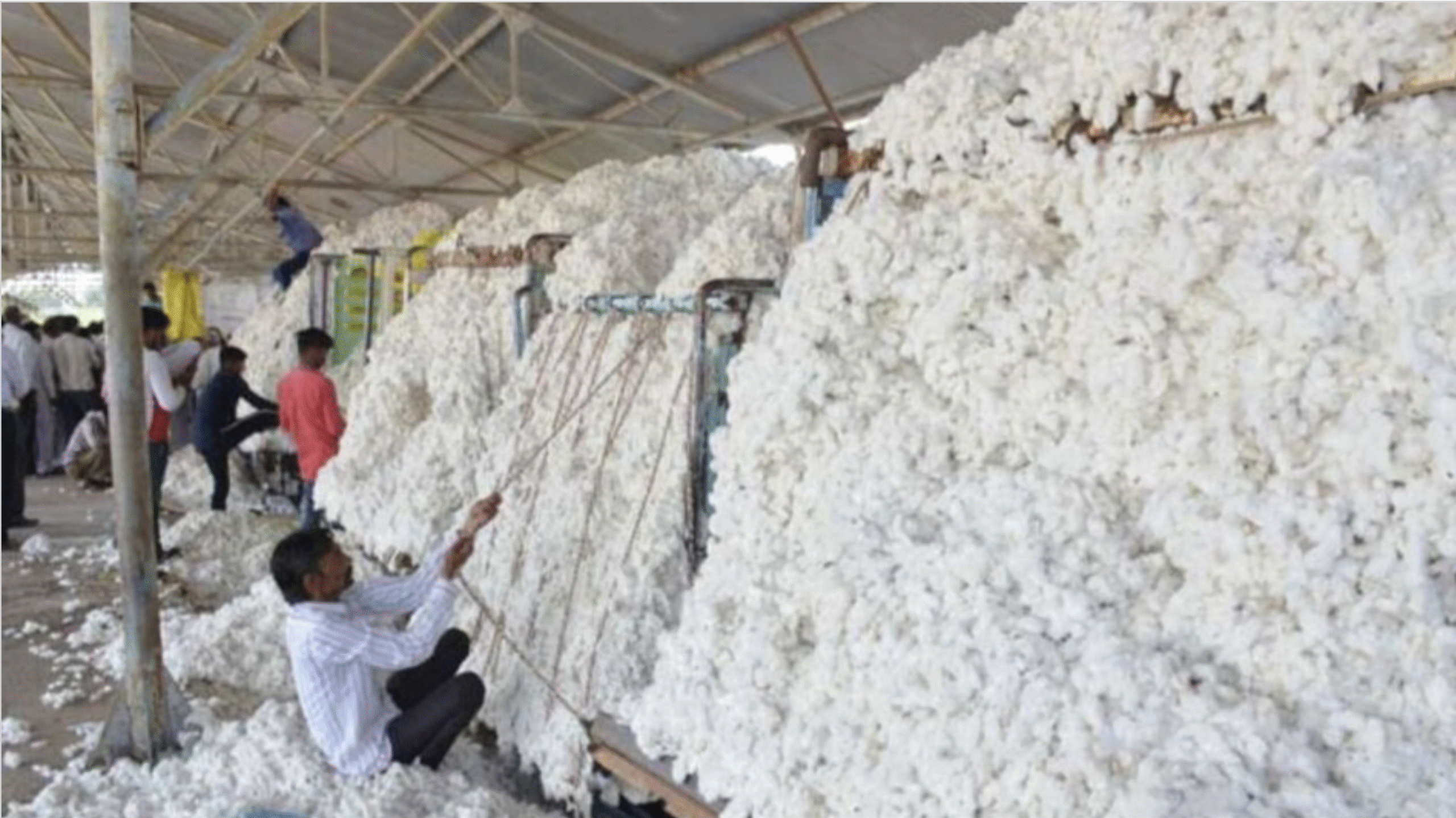 MSP पर CCI की रिकॉर्ड कपास खरीद