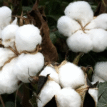 कपास योजना