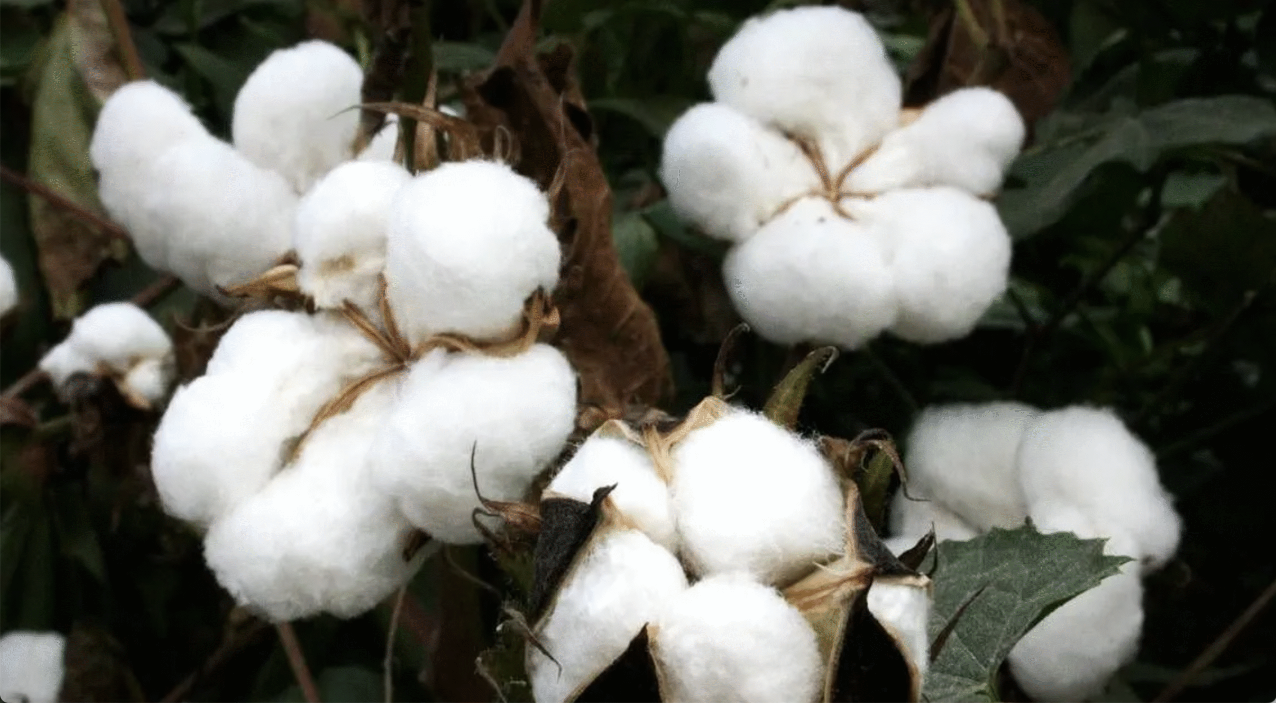 कपास योजना