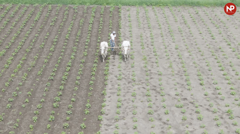 किसान दिवस 2025