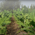 केले की फसल