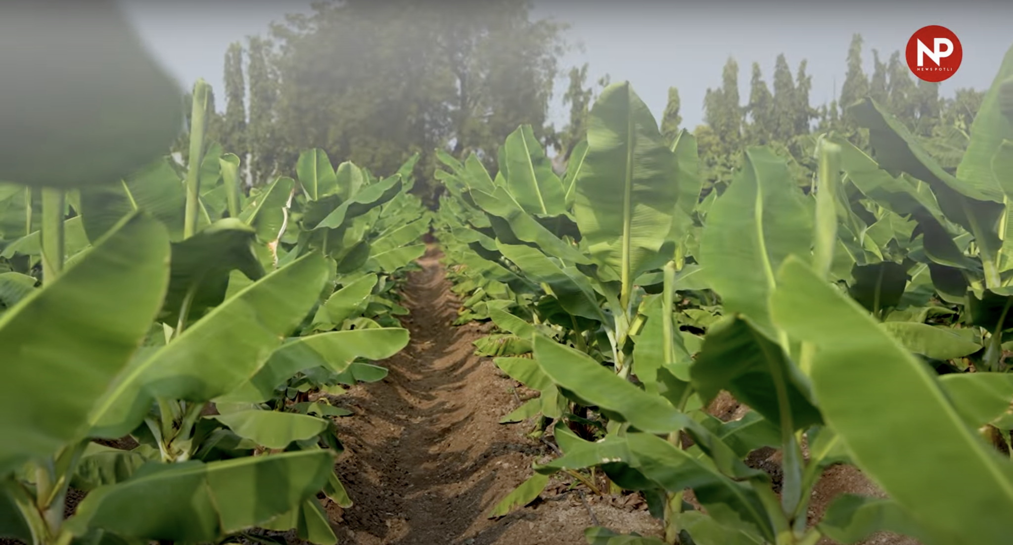 केले की फसल