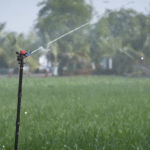 पाला और शीतलहर से फसल कैसे बचाएं?