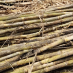 गन्ने का समर्थन मूल्य बढ़ा