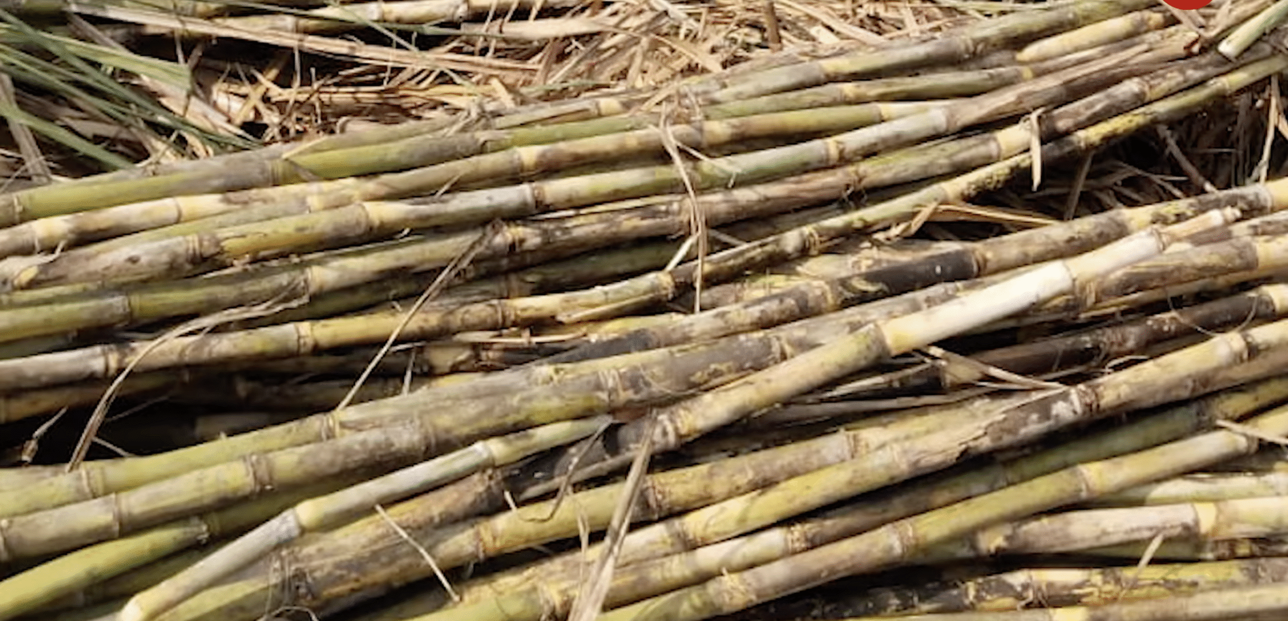 गन्ने का समर्थन मूल्य बढ़ा