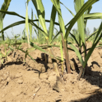 सर्दियों में गन्ने की धीमी बढ़वार