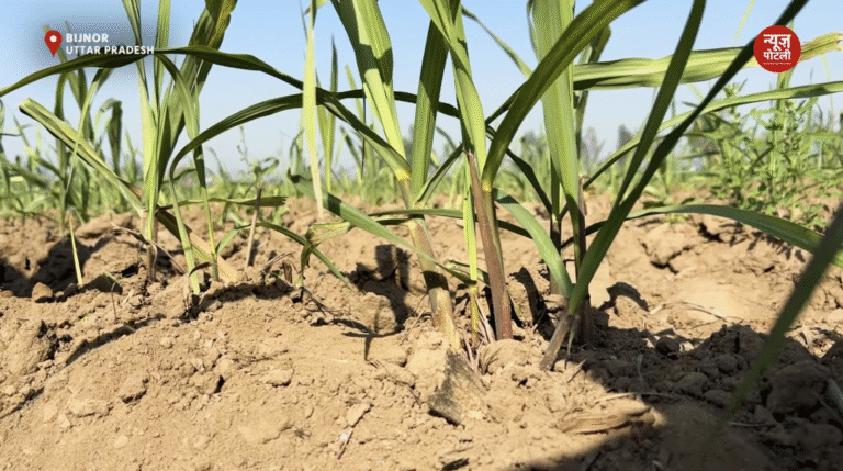 सर्दियों में गन्ने की धीमी बढ़वार