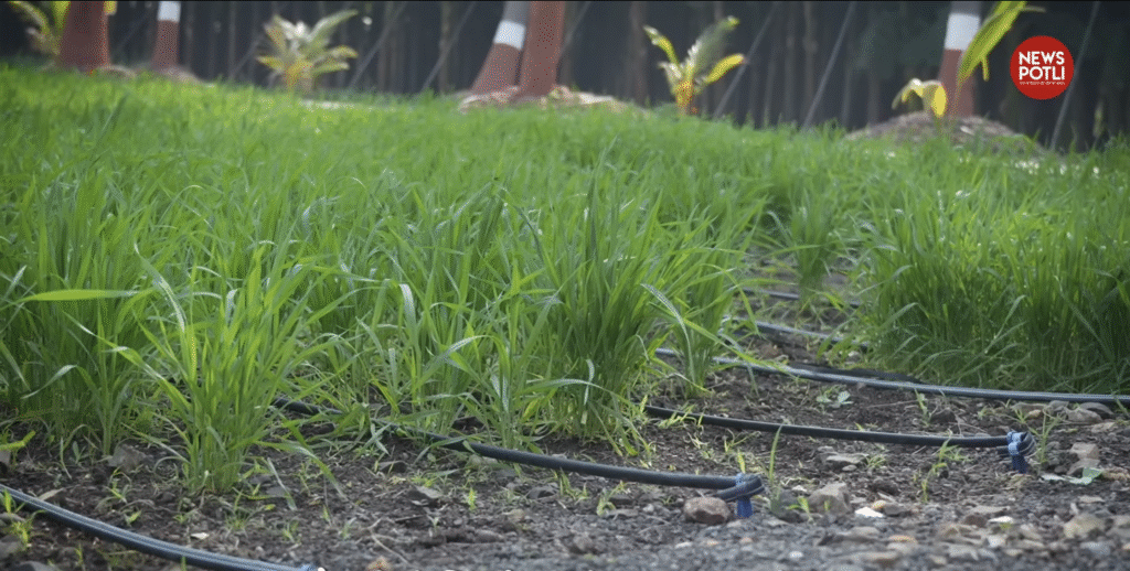 किसानों के लिए IIWBR की अहम सलाह