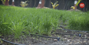 किसानों के लिए IIWBR की अहम सलाह