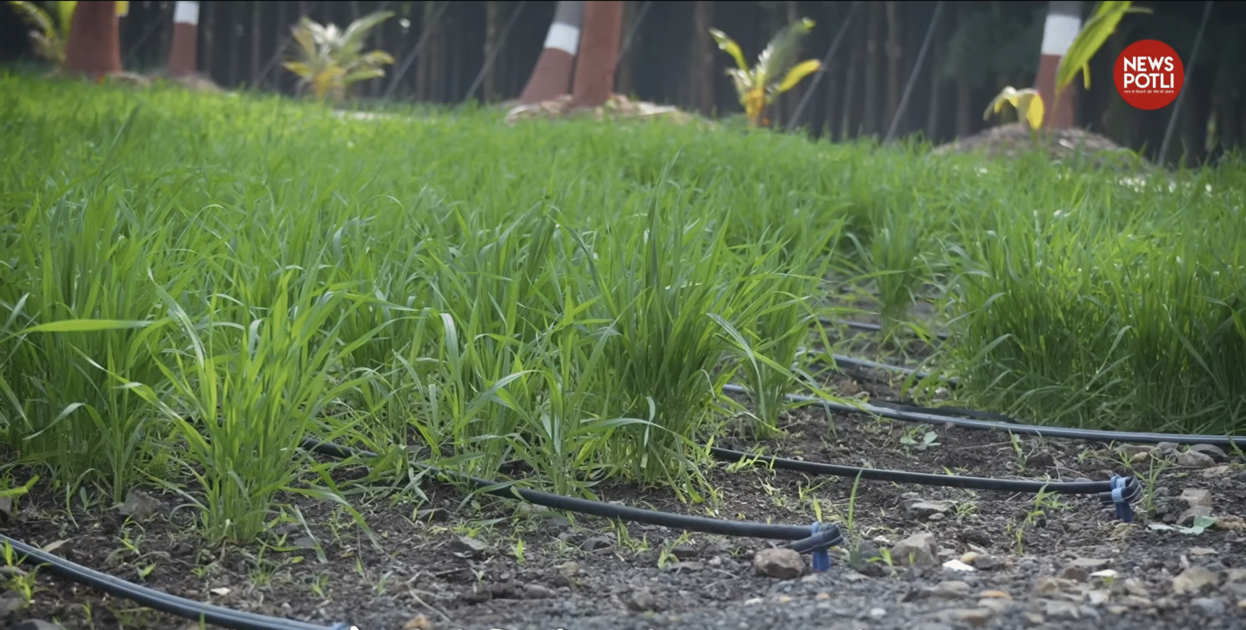 किसानों के लिए IIWBR की अहम सलाह