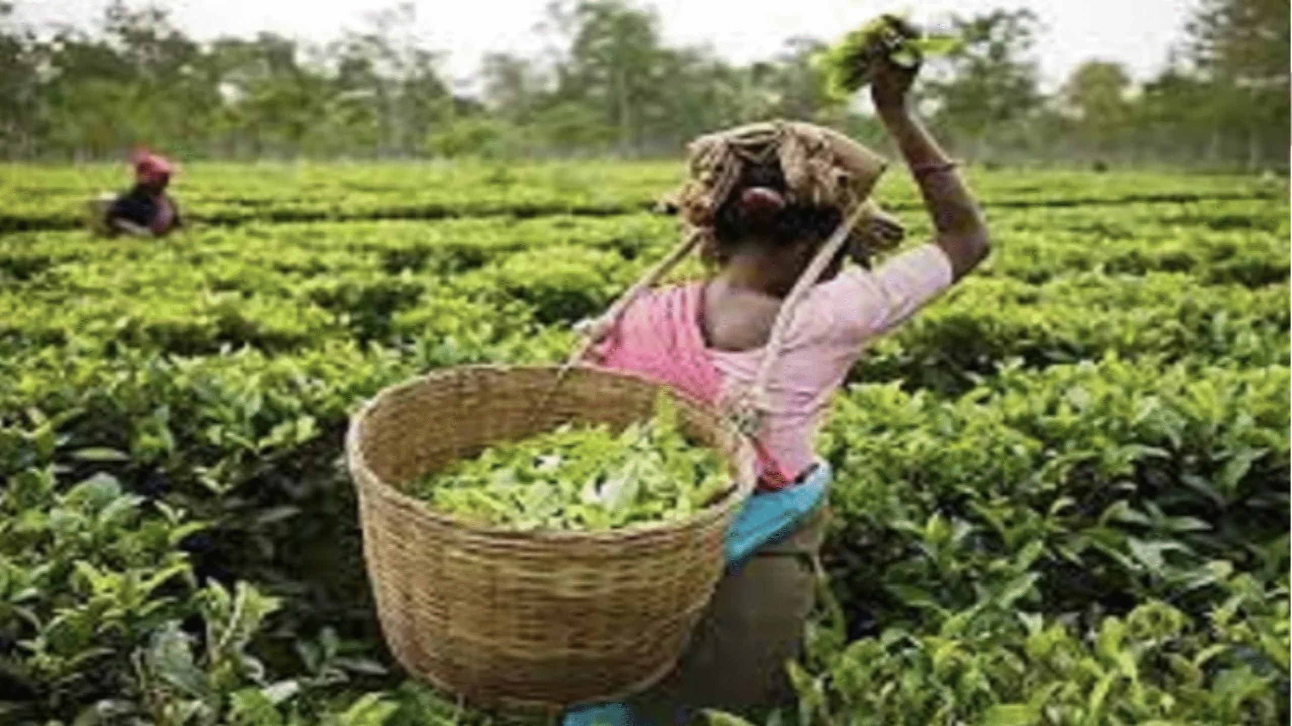 पिछले साल के मुकाबले बेहतर रहेगा चाय कारोबार