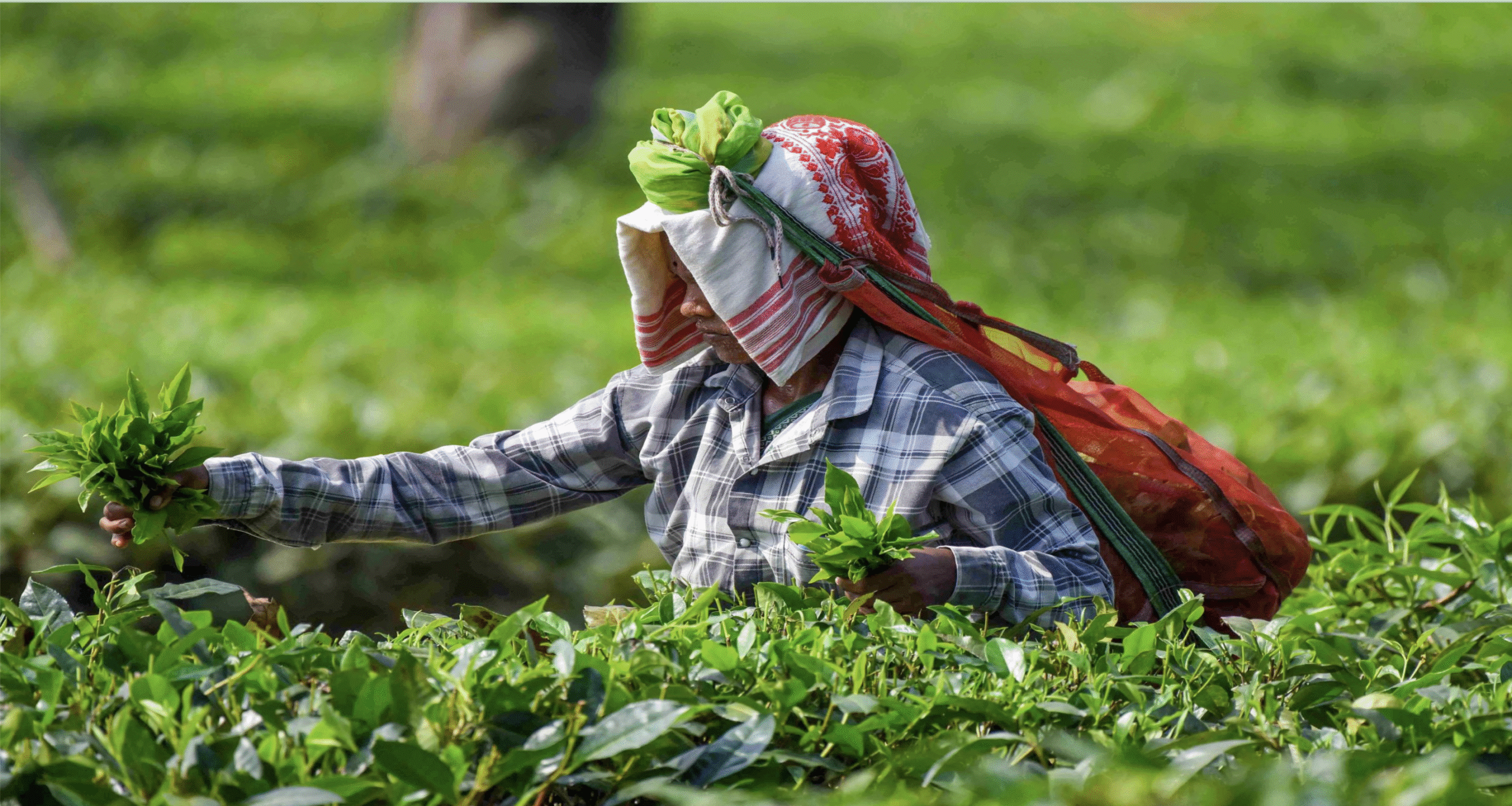 भारत का चाय निर्यात बढ़ा