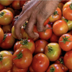 वेजफेड खरीदेगा 20 हजार मीट्रिक टन टमाटर