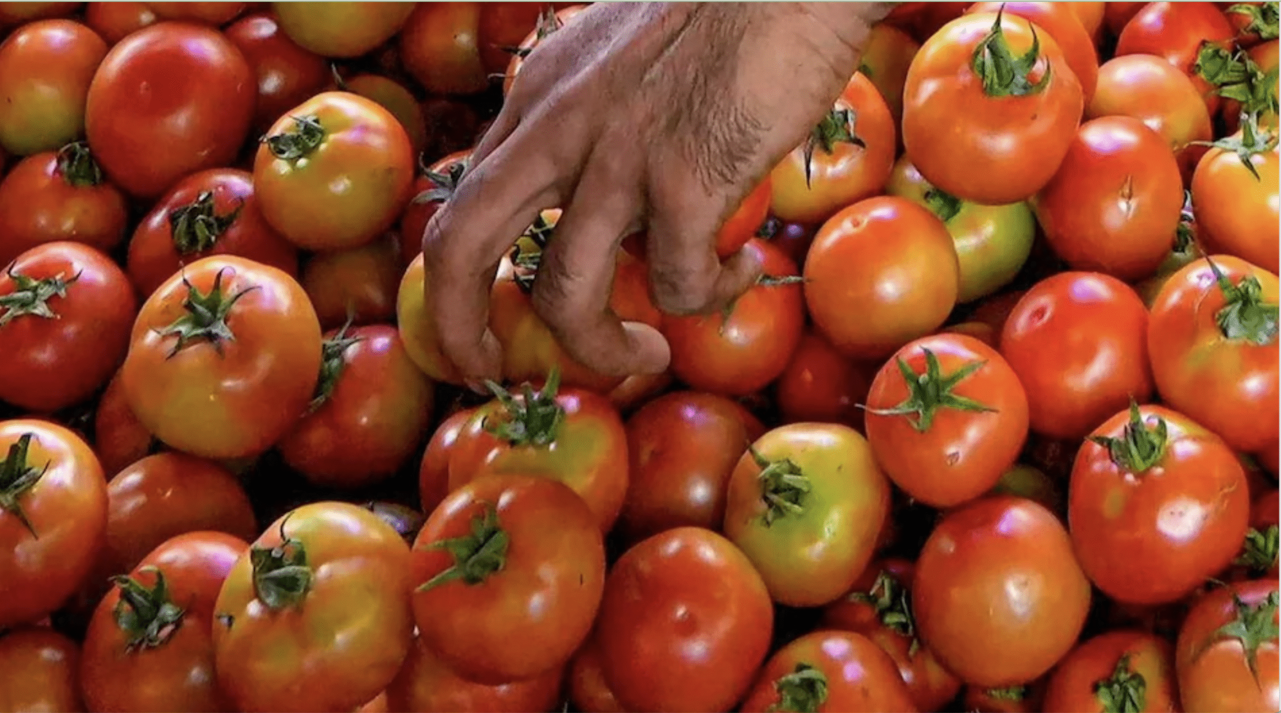 वेजफेड खरीदेगा 20 हजार मीट्रिक टन टमाटर