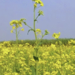 कृषि वैज्ञानिकों ने जारी की एडवाइजरी