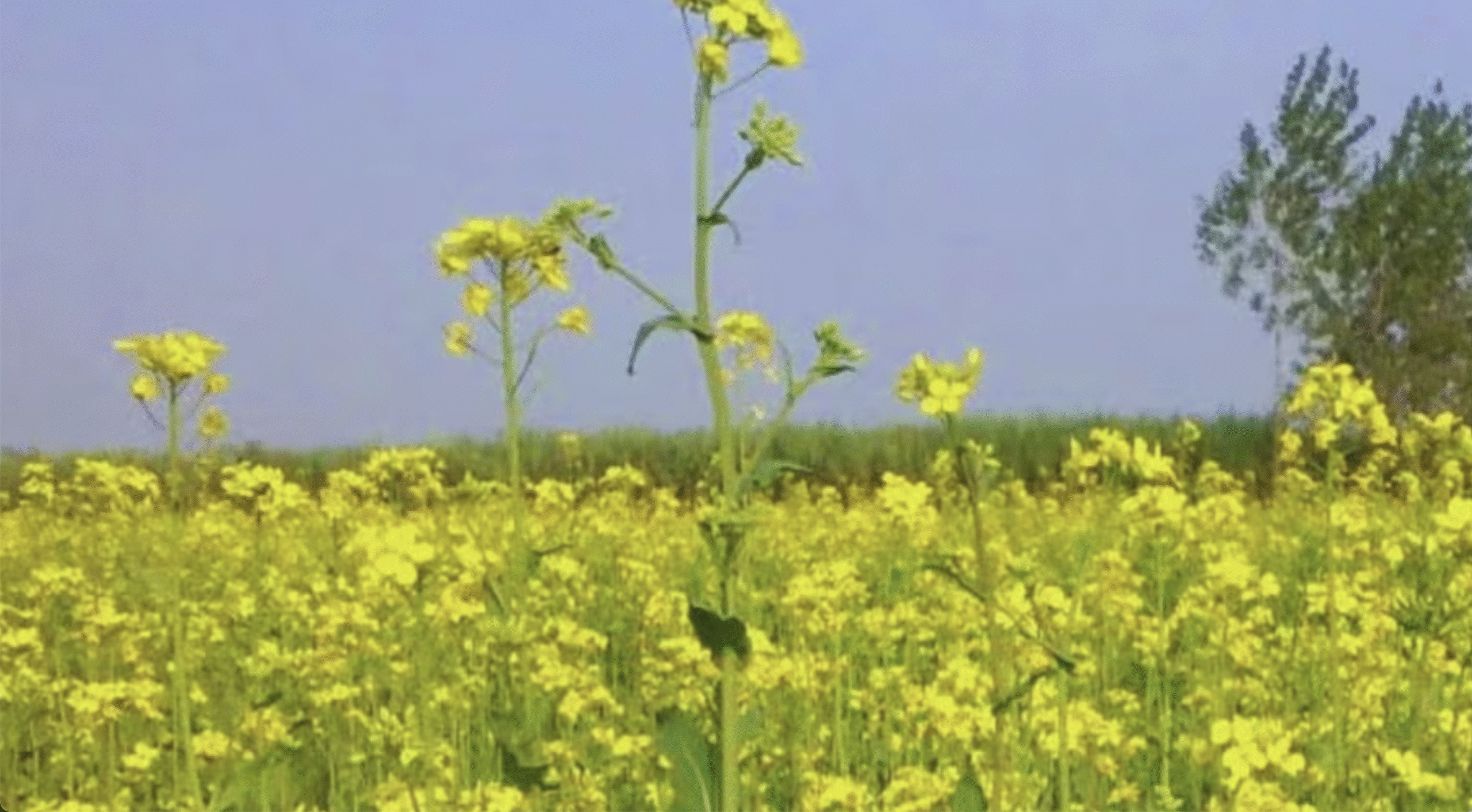 कृषि वैज्ञानिकों ने जारी की एडवाइजरी