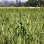 रबी फसलों