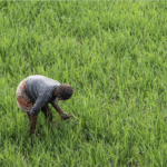 रबी सीजन में अब तक 393 लाख हेक्टेयर में खेती