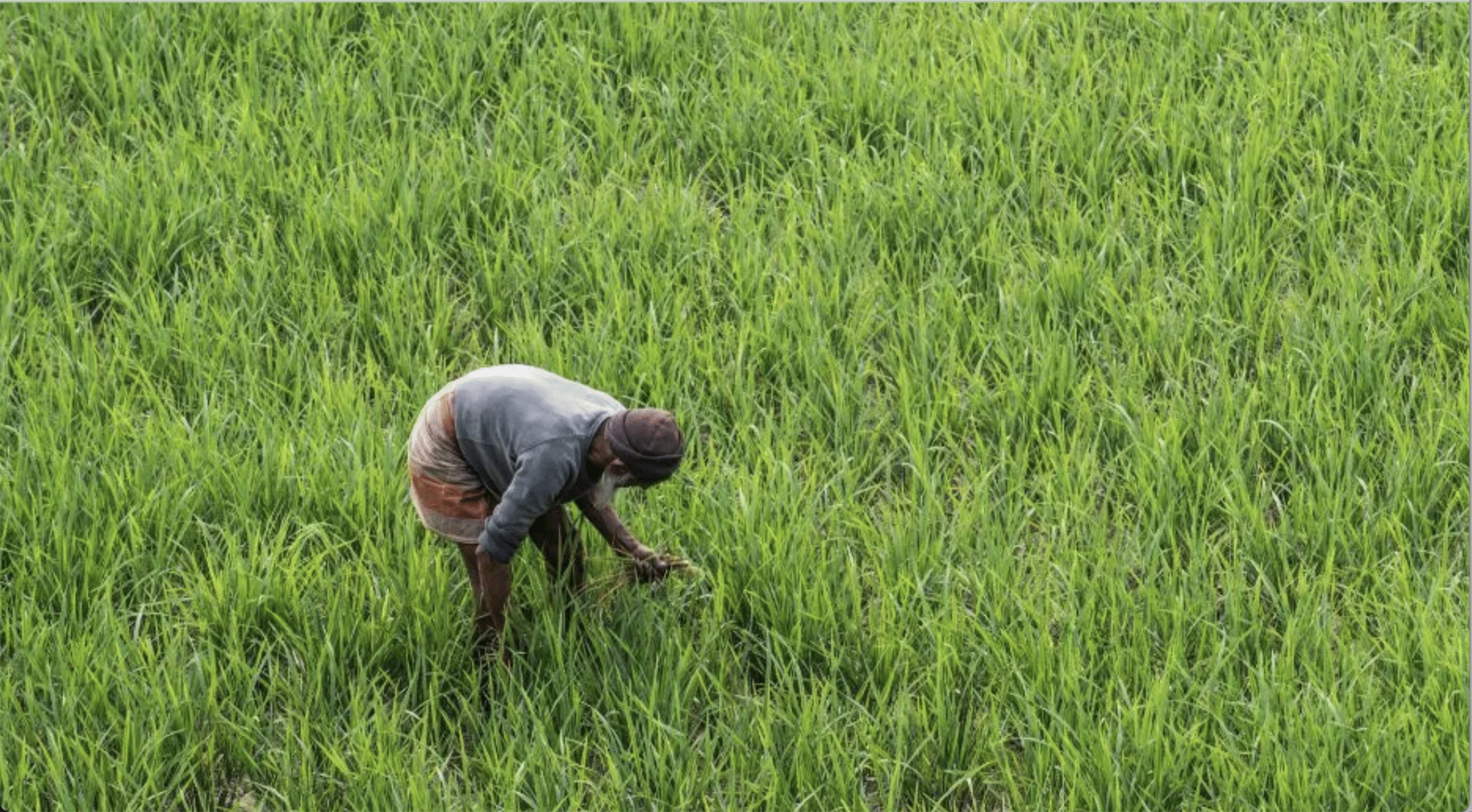 रबी सीजन में अब तक 393 लाख हेक्टेयर में खेती