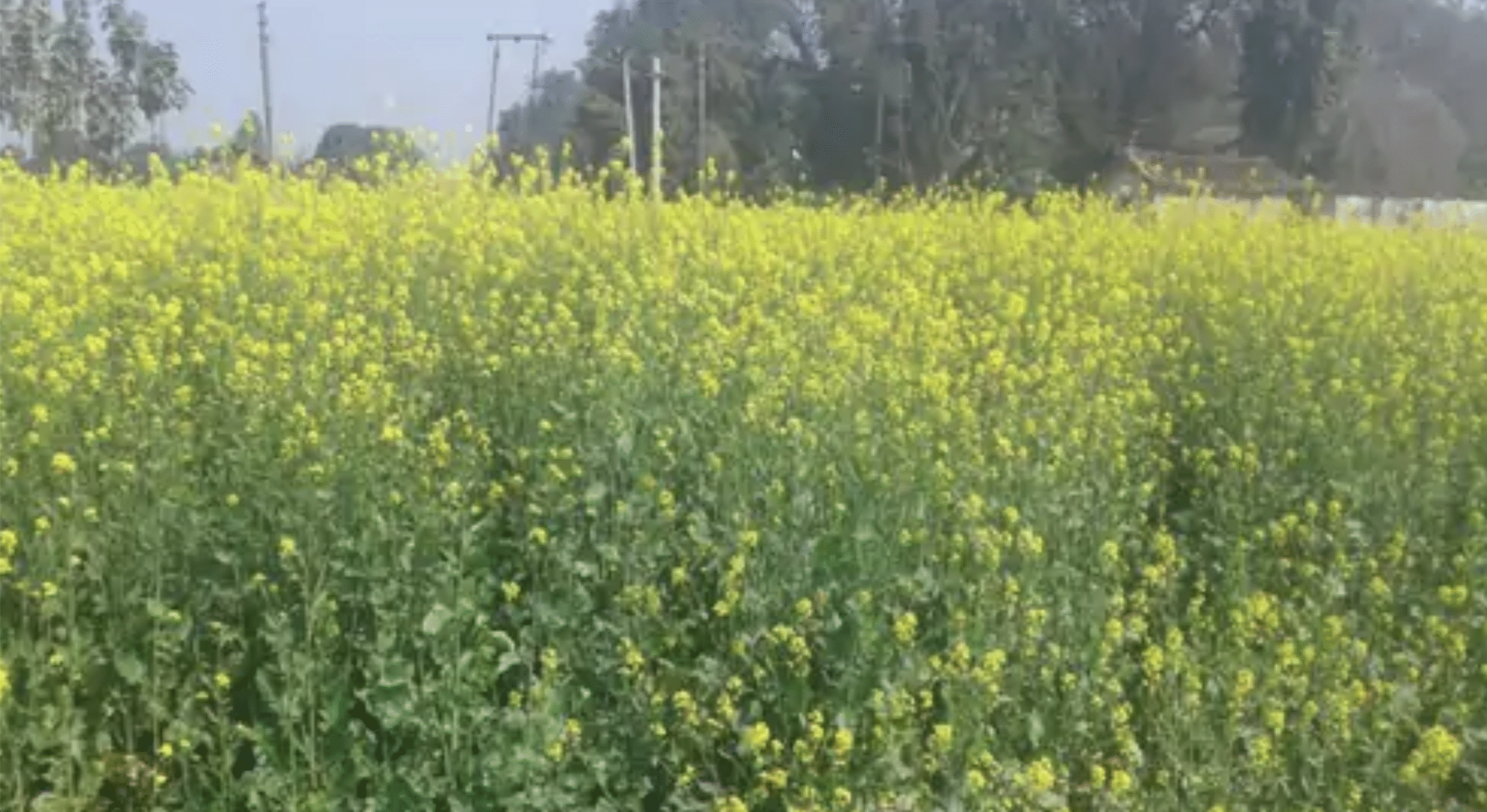 सरसों की बुवाई में 4.3% की बढ़ोतरी