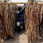 सिगरेट टैक्स बढ़ोतरी से किसान परेशान